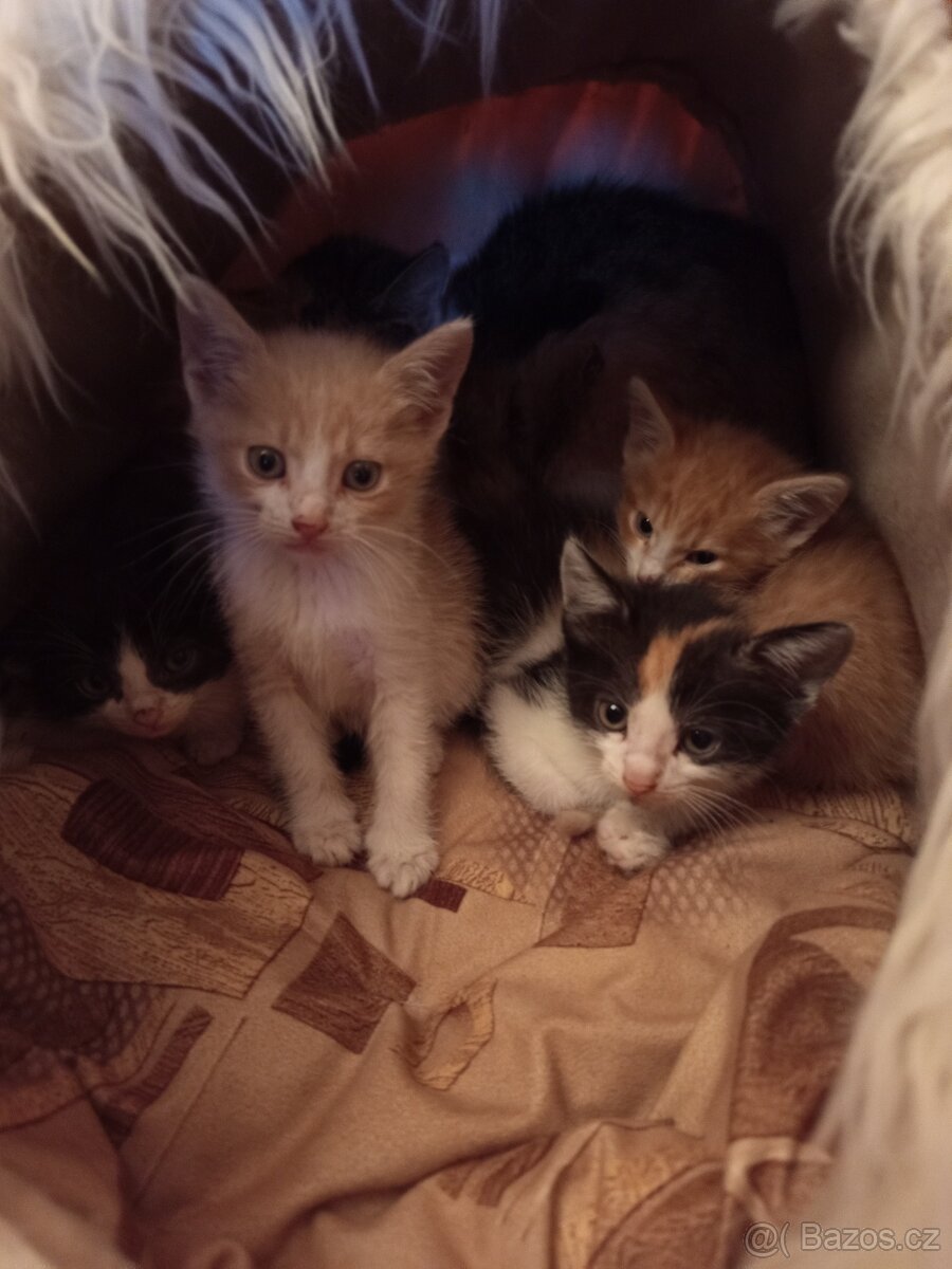 Koťátka zdarma
