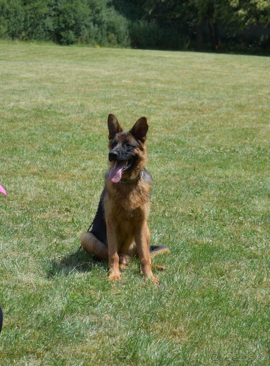 Německý ovčák bez PP