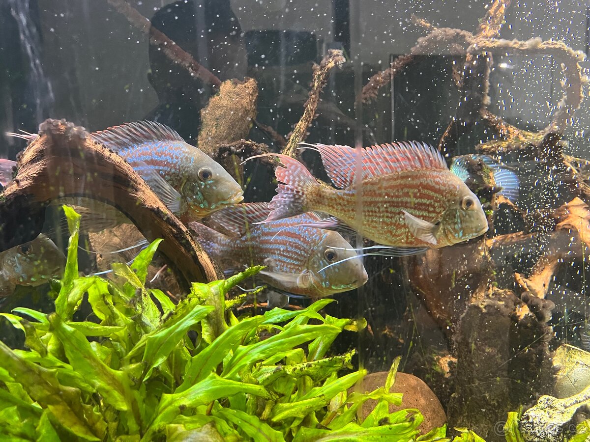 Geophagus Sveni Rio