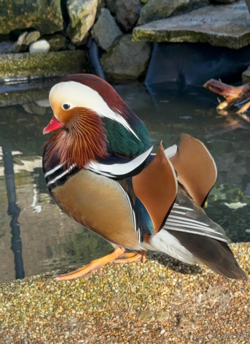 Kachnička mandarínská