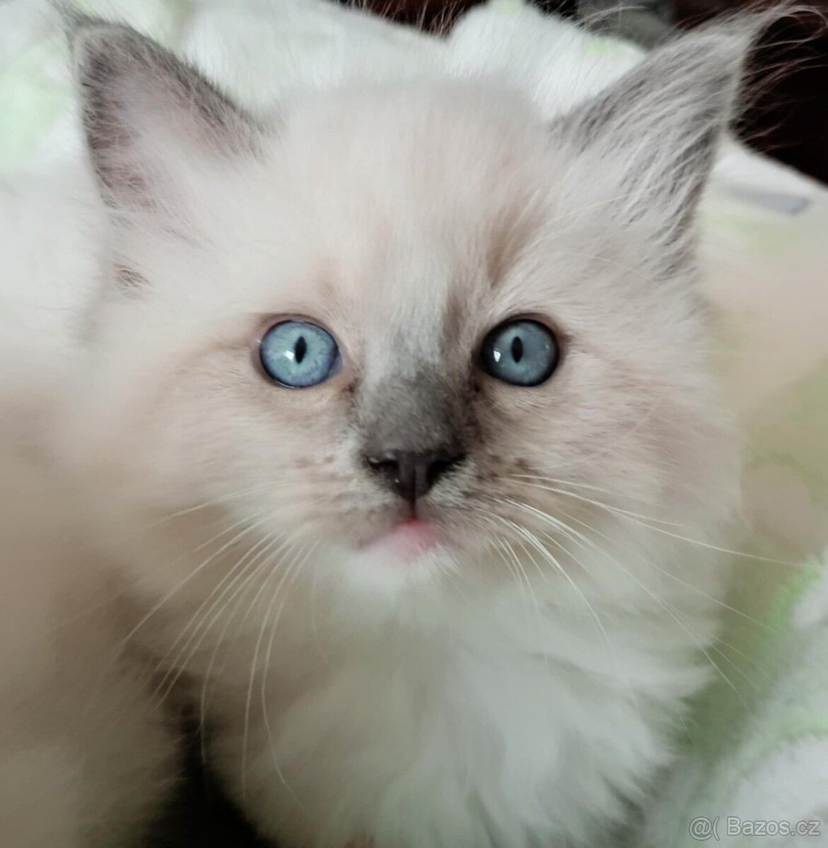 Koťátka Ragdoll s PP na luxusního mazlíčka