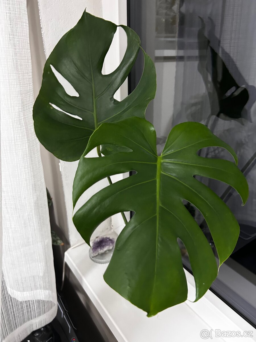 Prodej monstera