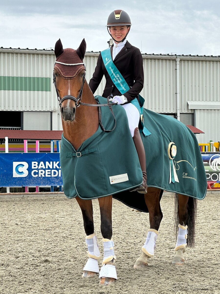 FEI Drezurní pony valach