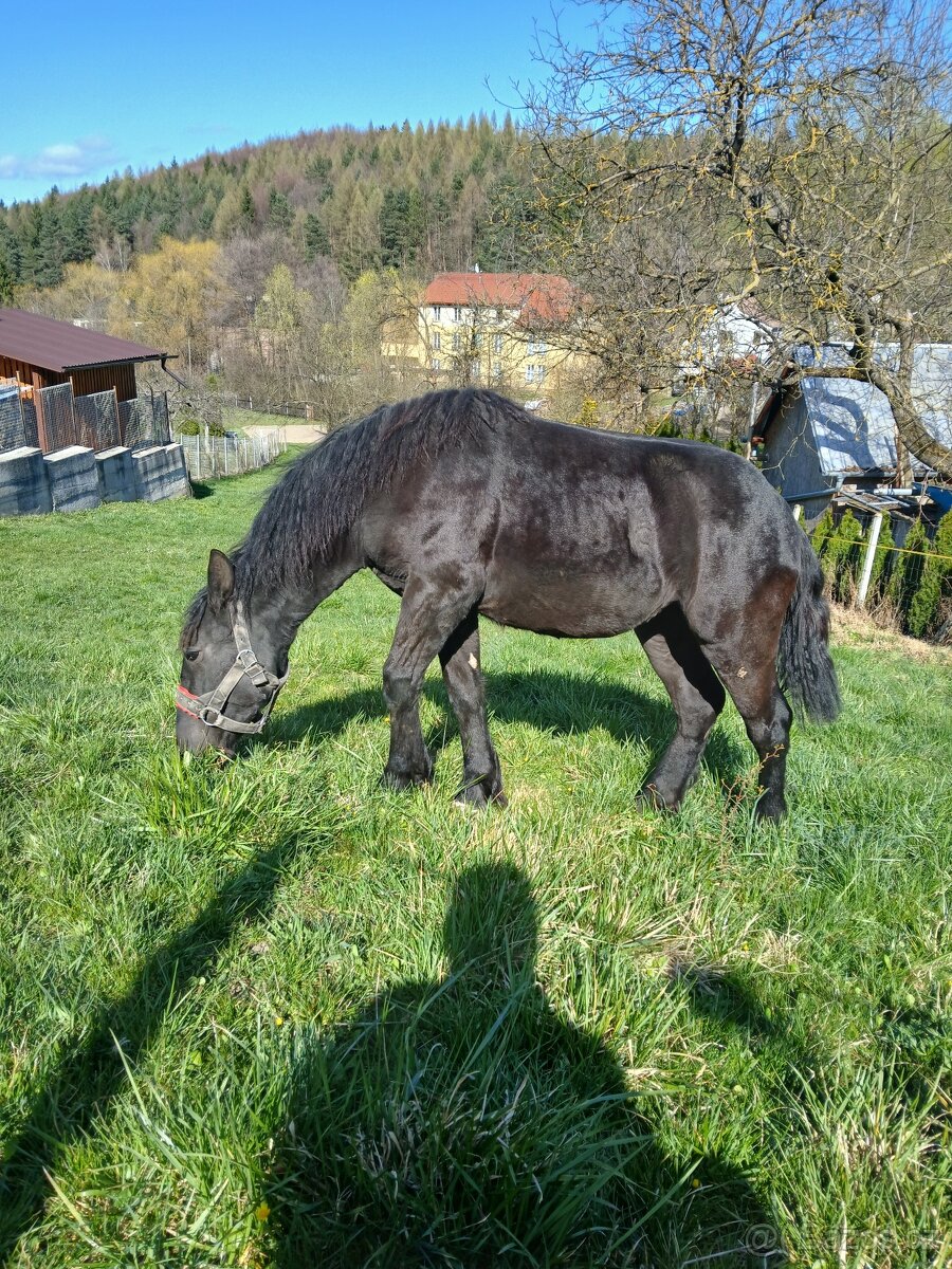Kobylka