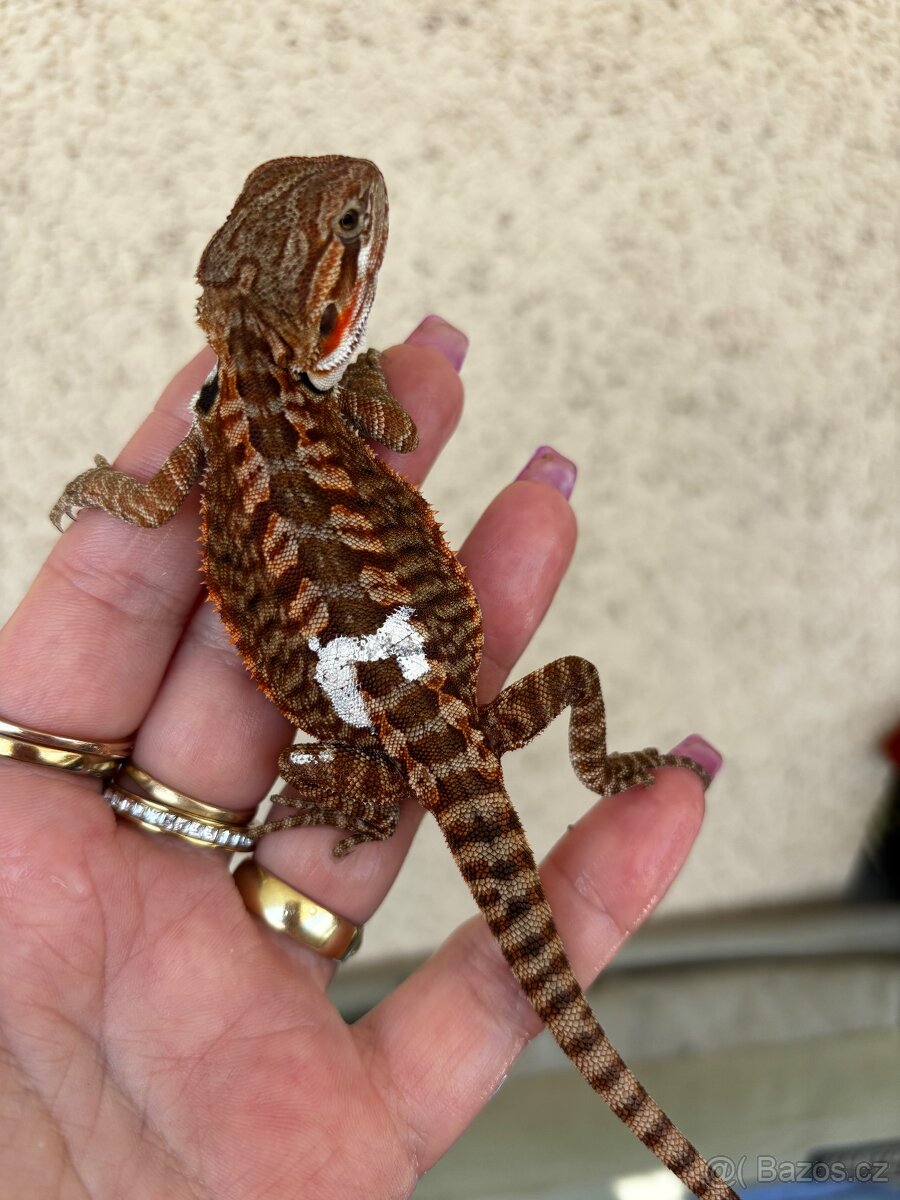 Agama vousata - samička het Trans het Hypo 100% het Witb.