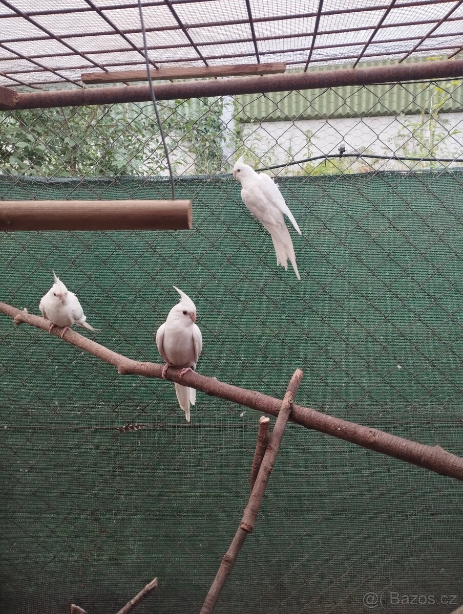 Korela albino
