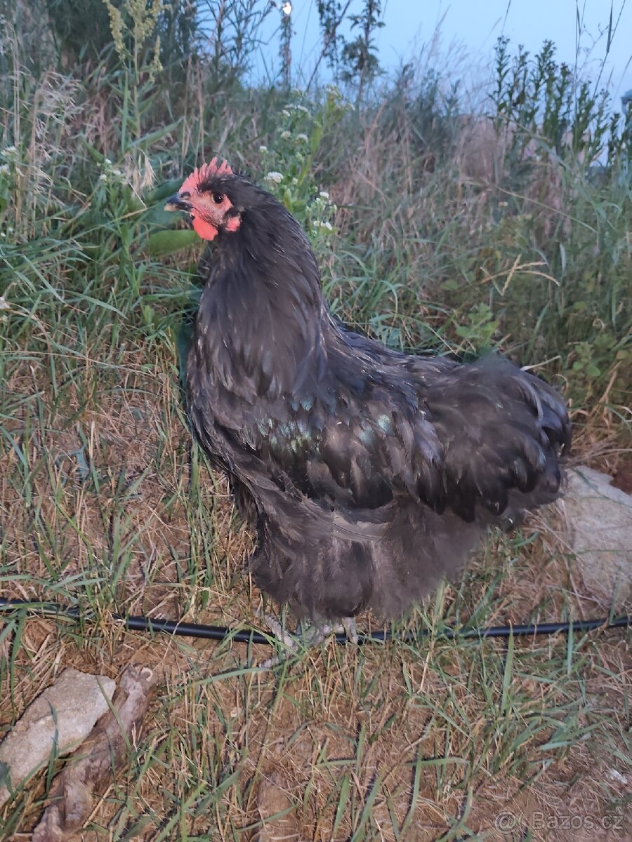 Orpingtonka velká černá