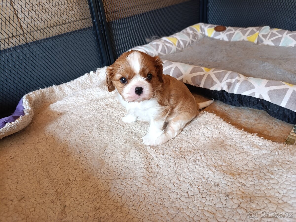 Kavalír king charles spaniel