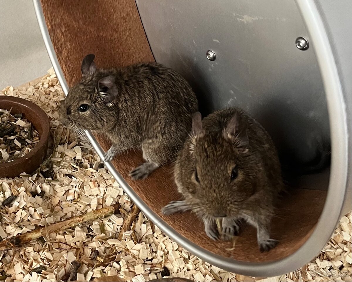 Adopce - Osmak Degu, 2 samecci