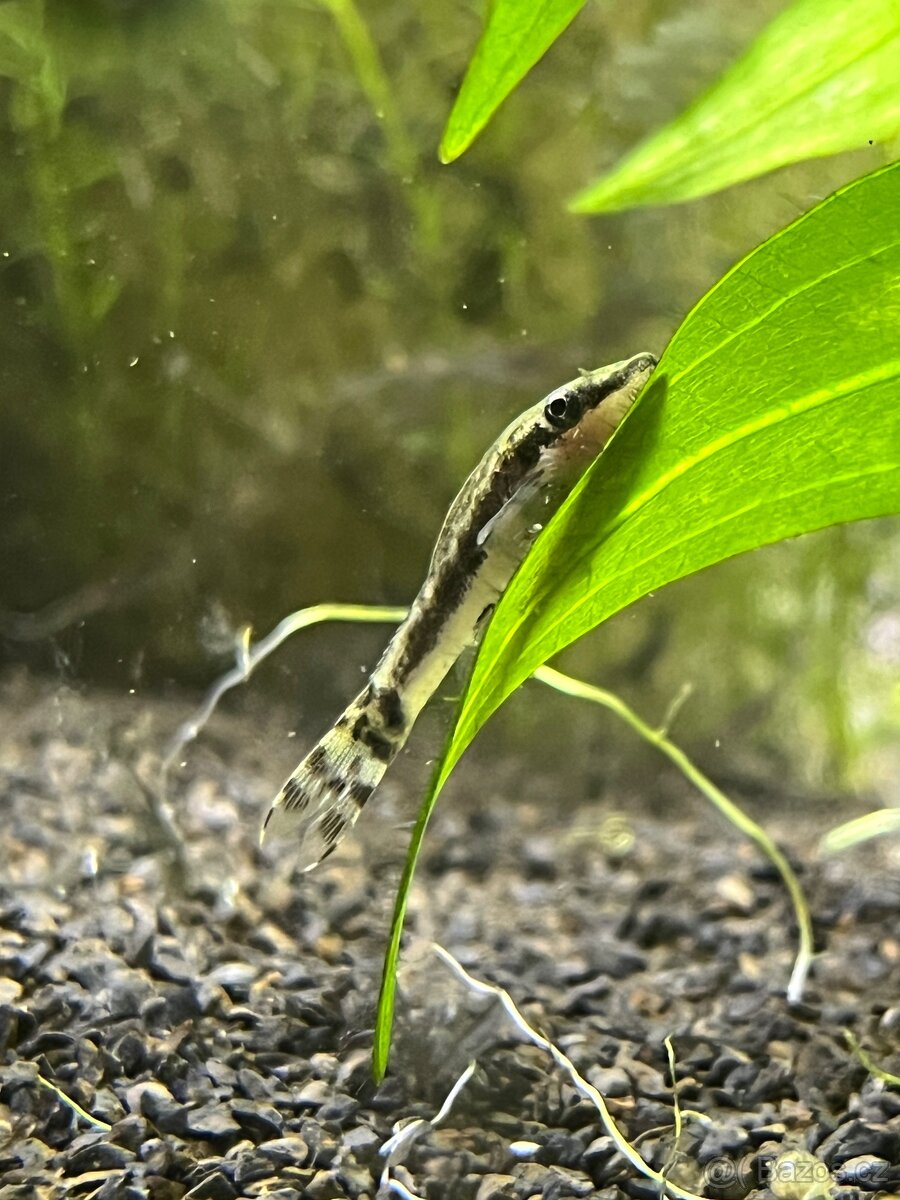 Daruji akvarijní rybky