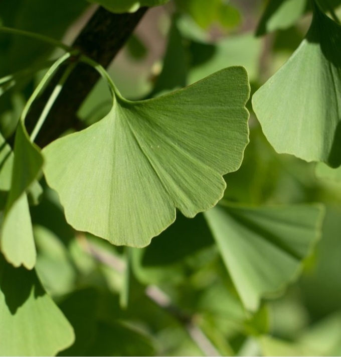 Ginko biloba stromky
