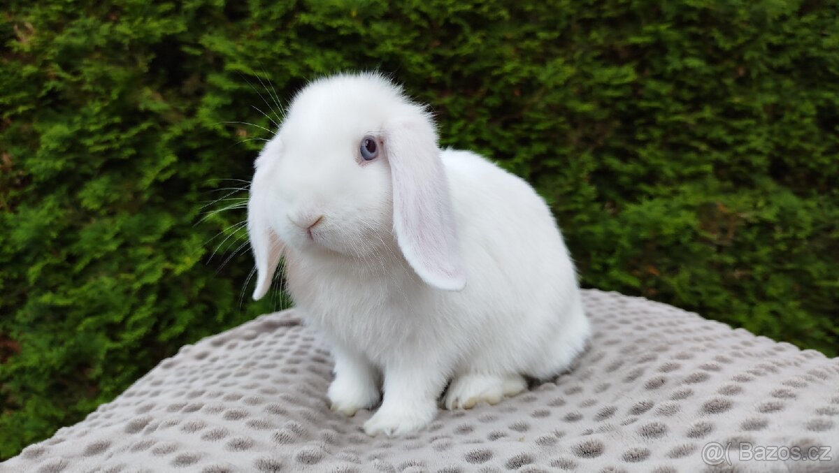 Zakrslý beránek, králíček, králík - HARRY