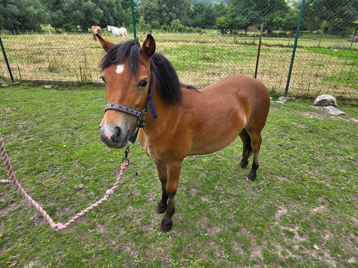 Prodám roční kobylku welsh part-bred