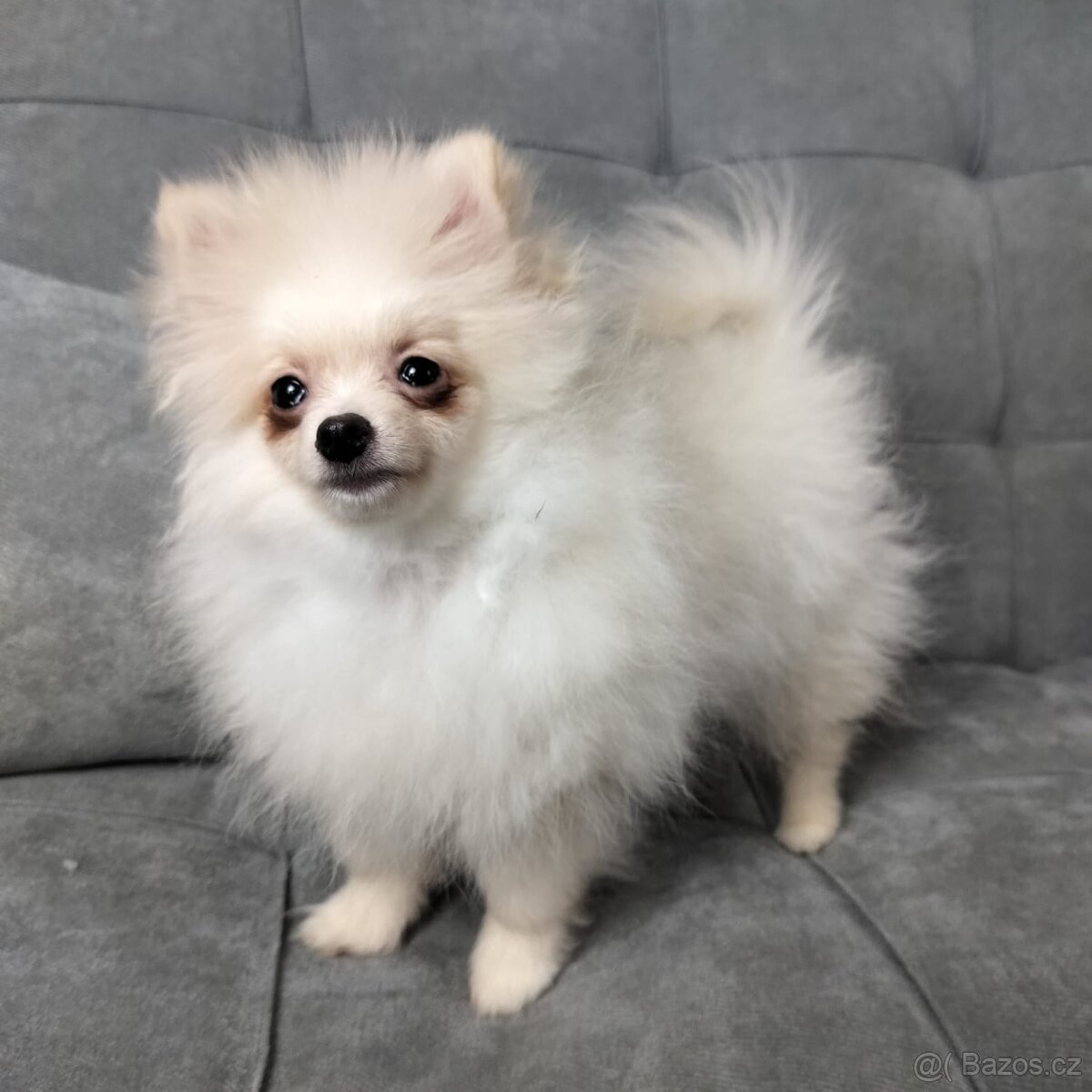 Pomeranian (Pomořanský Špic)