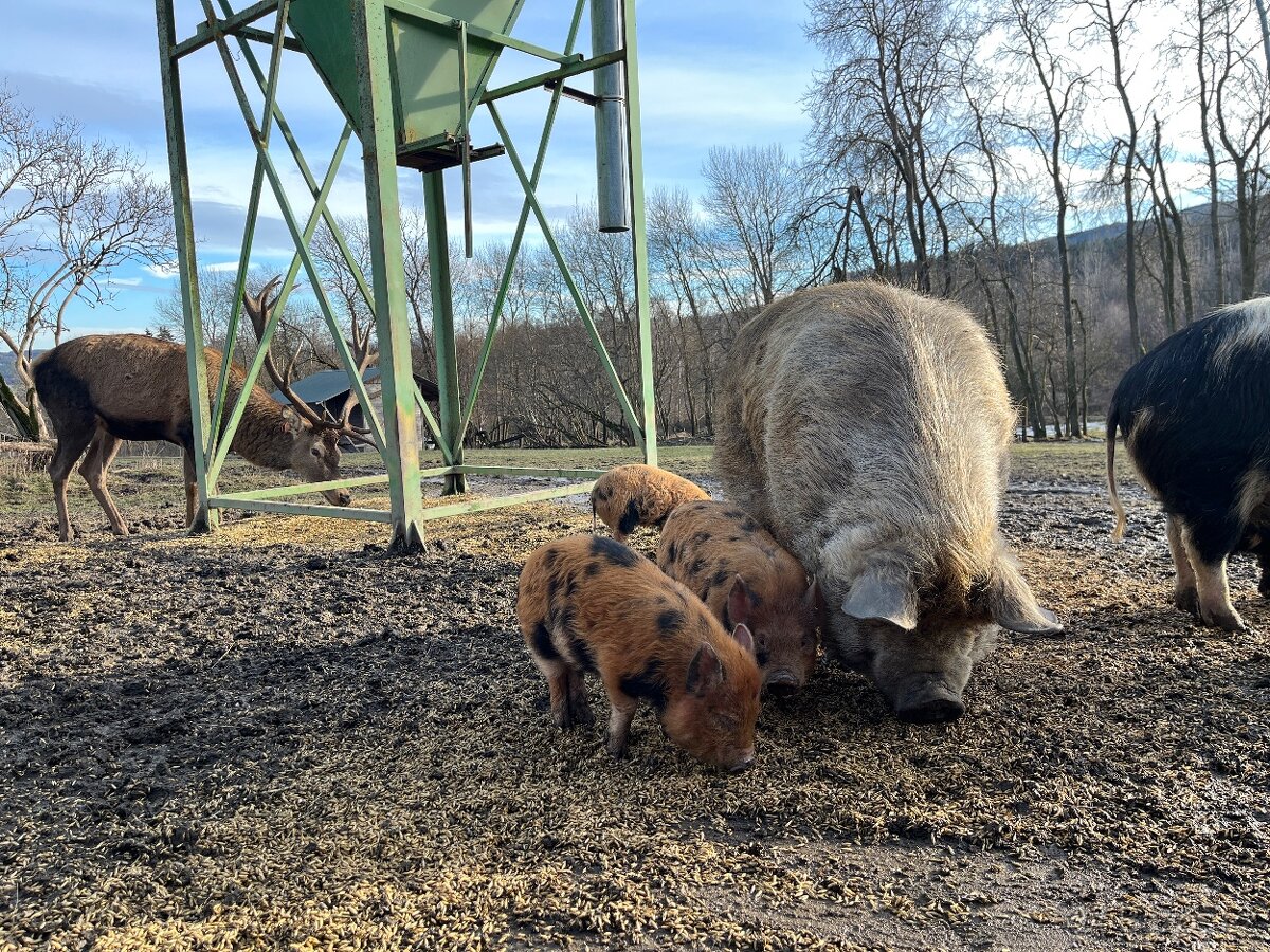 KUNE KUNE čistokrevné pastevni prase