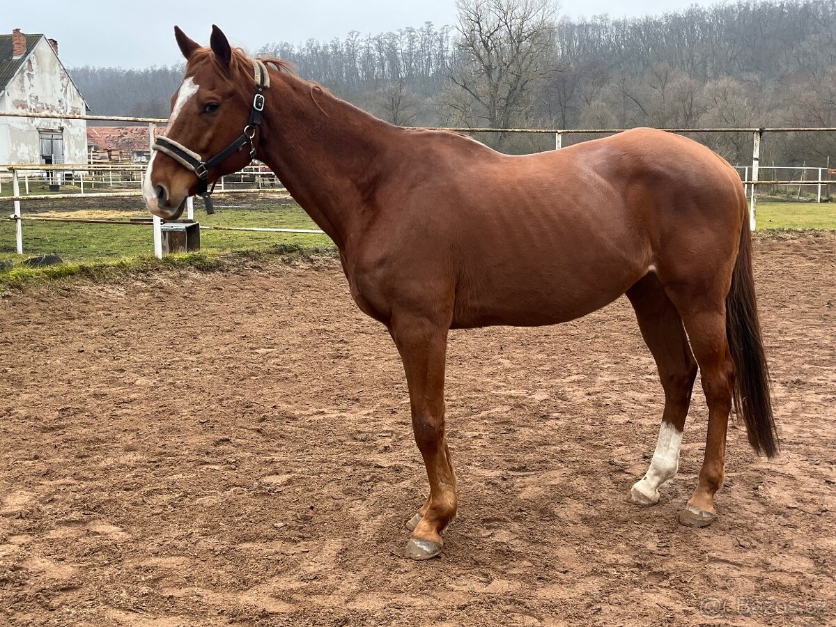 Valach jako spolecnik