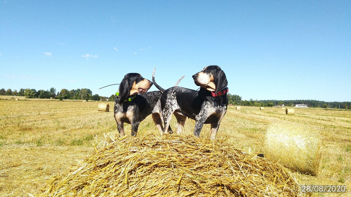 Malý modrý gaskoňský honič - štěně.