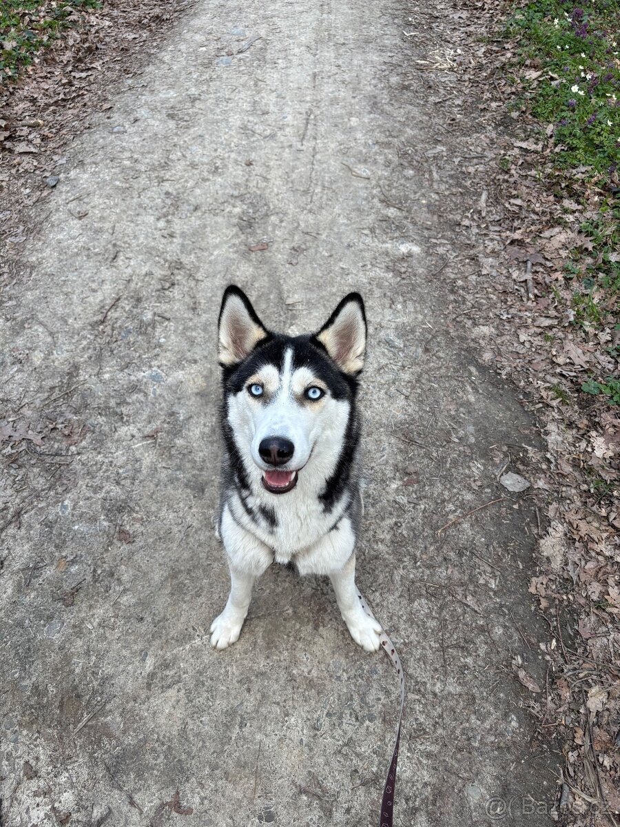 Kříženec Husky