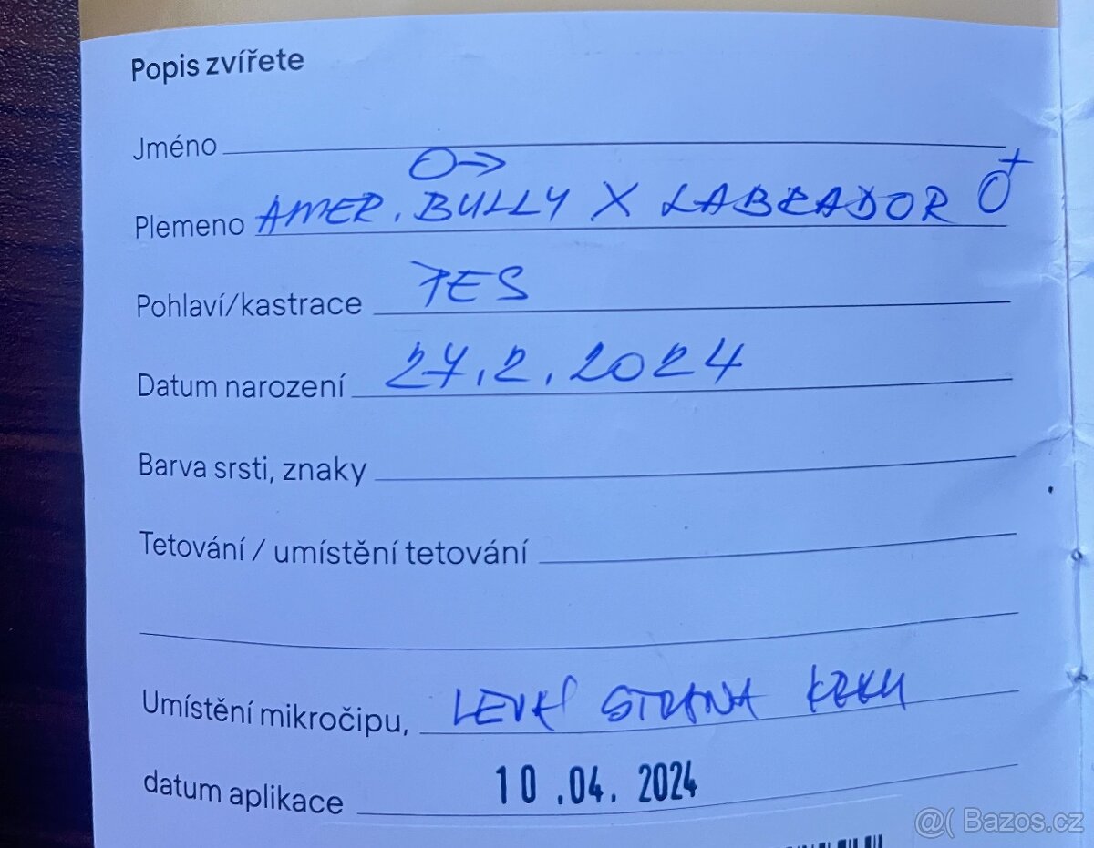 Hledáme fenku Bull