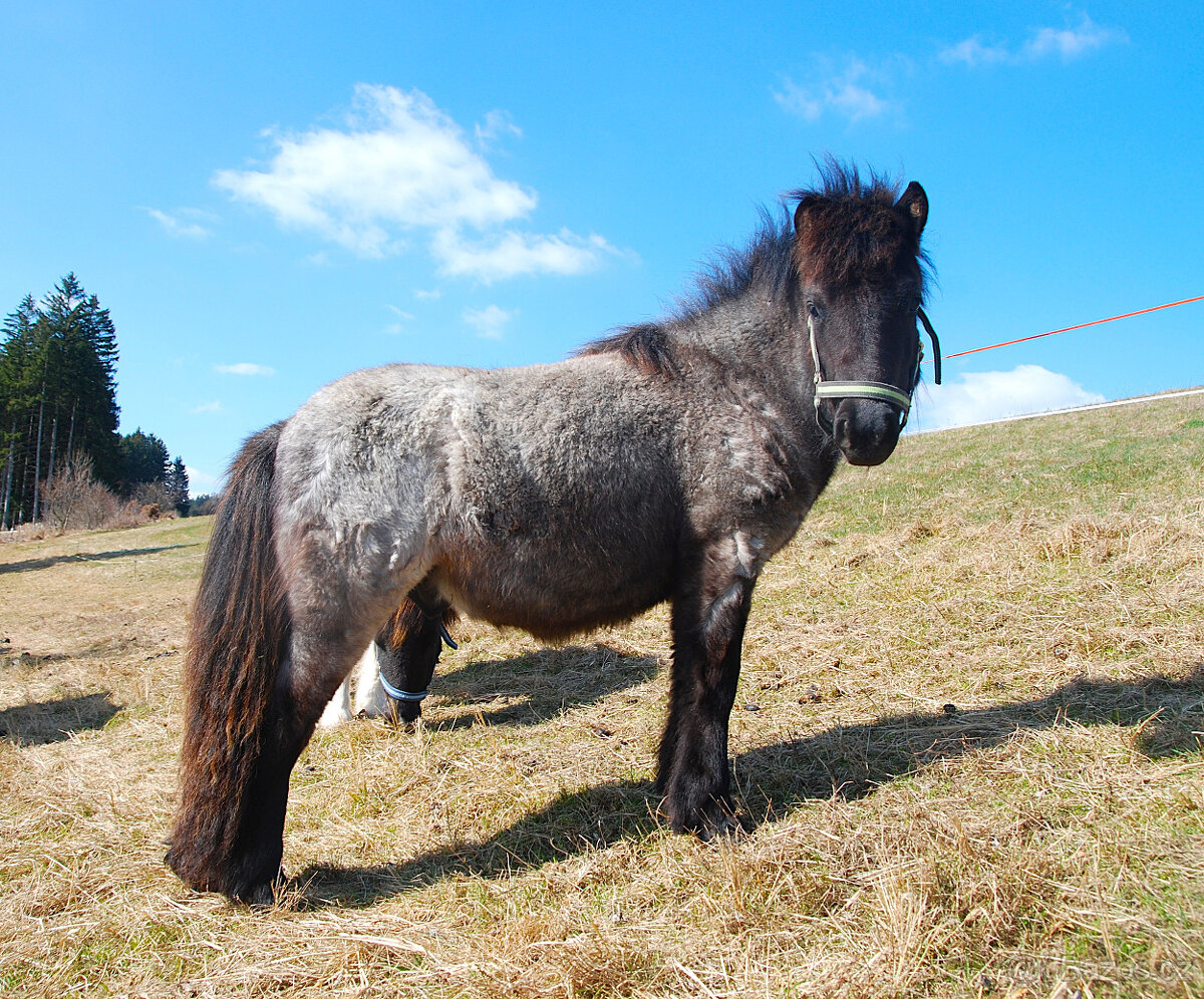 Loňský hřebeček 3/4 shetland pony