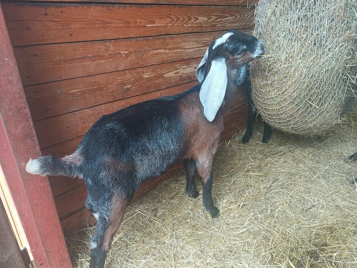 Dotační AN kozlík