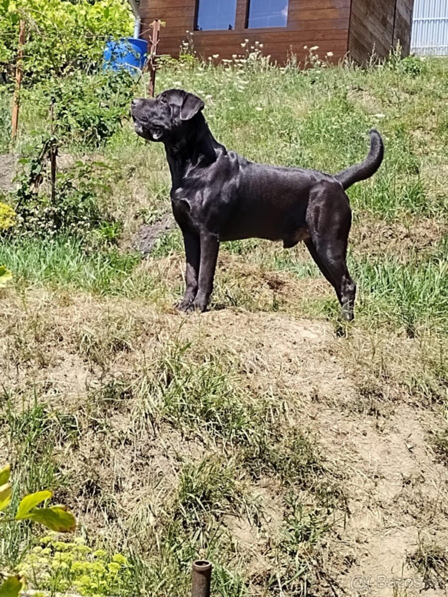 Labrador & Cane Corso
