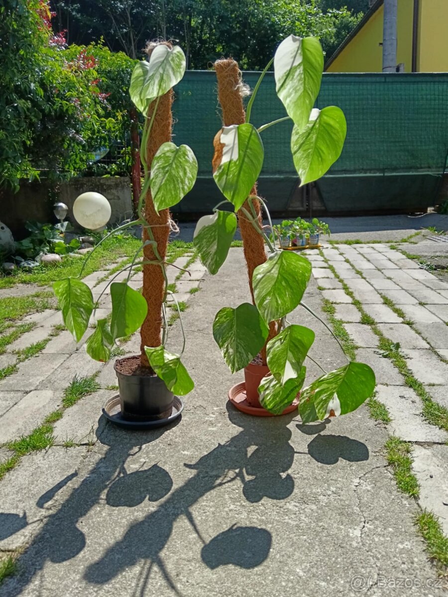 Monstera albo variegata