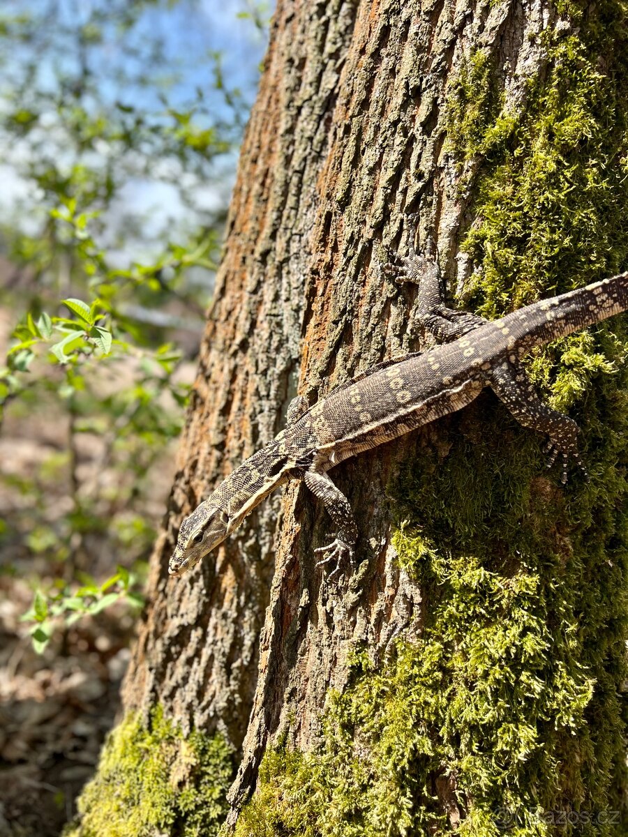 Varanus Salvator / varan skvrnitý - Faunatrhy Ostrava