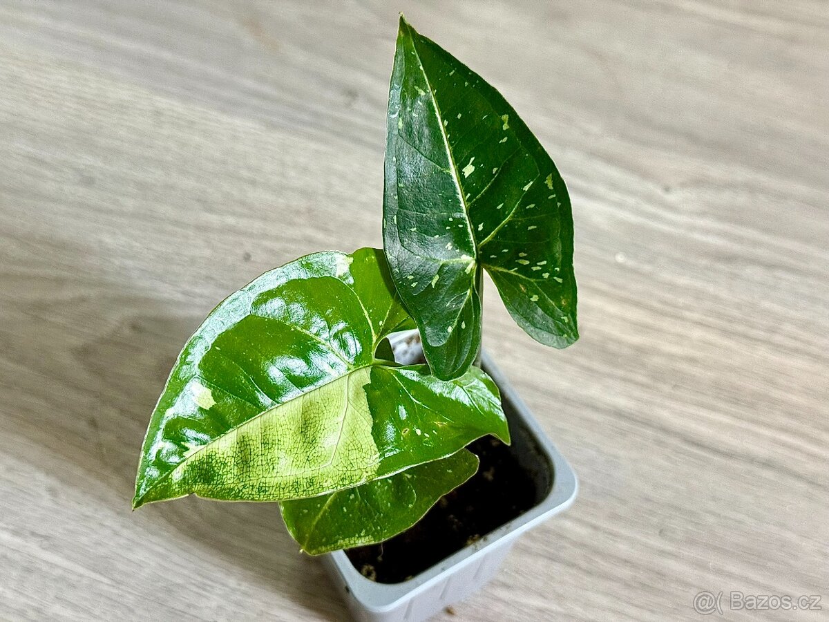 Syngonium podophyllum Panda