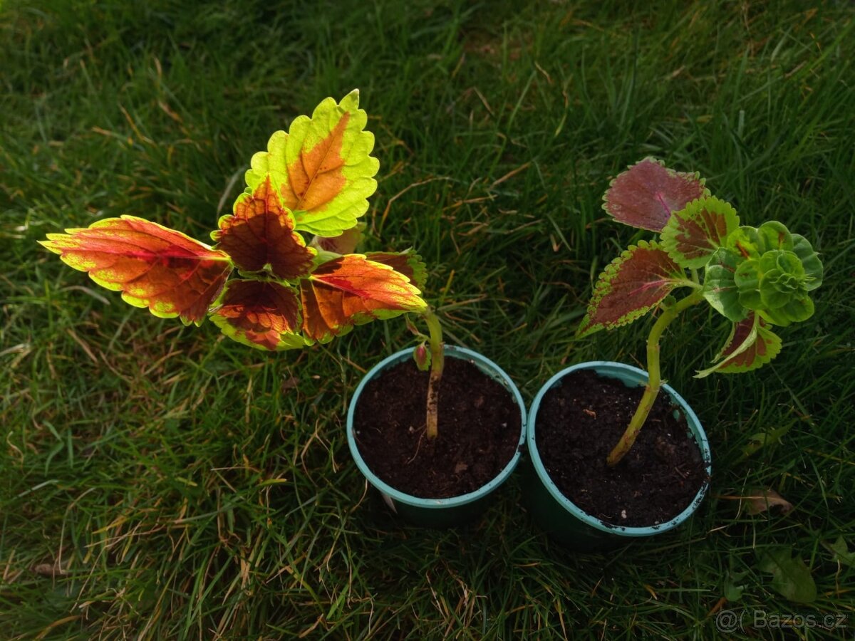 africká kopřiva (Coleus scutellarioides), mladé rostlinky