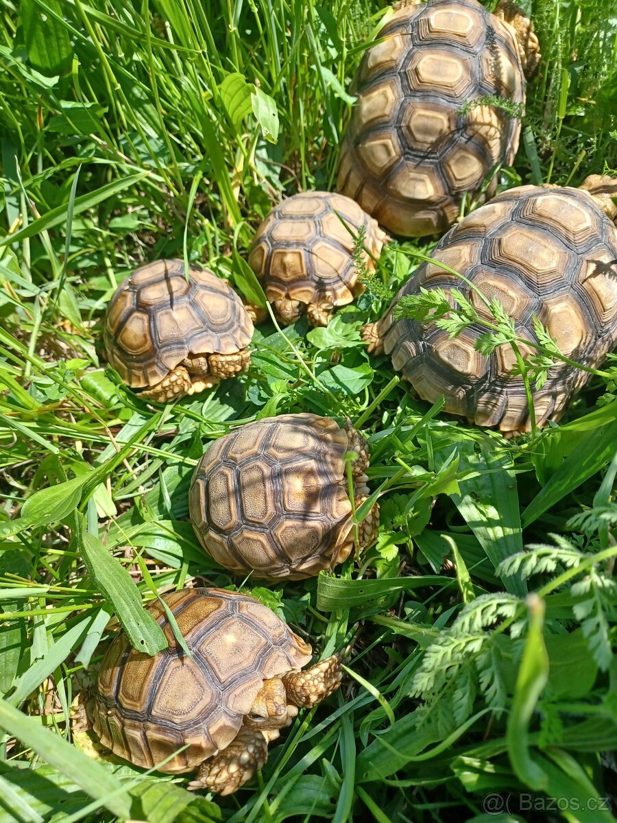 zelvy uhlirske, ostruhate, pardali