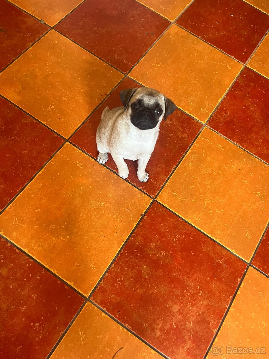 Mops fenka šťene