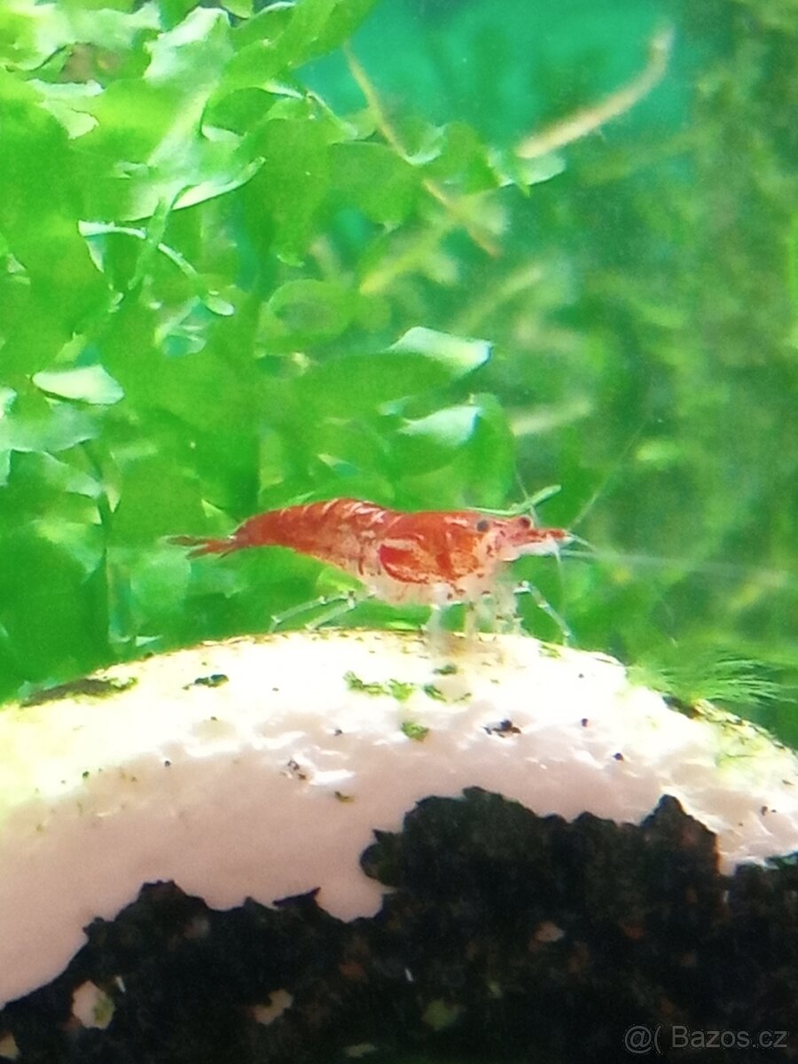 Krevety červené a krab Mekong