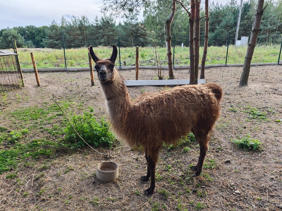 Lama krotká na prodej