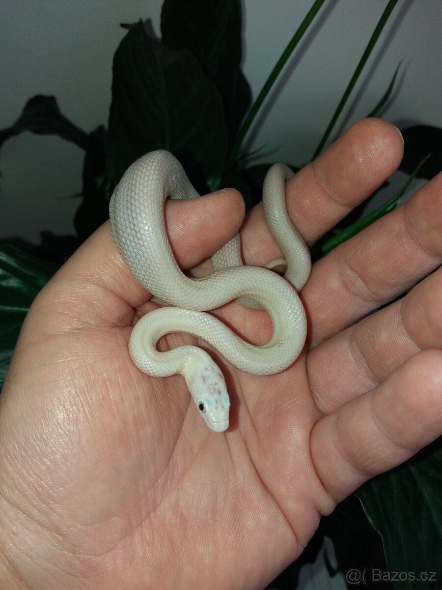 Sněhobílé užovky