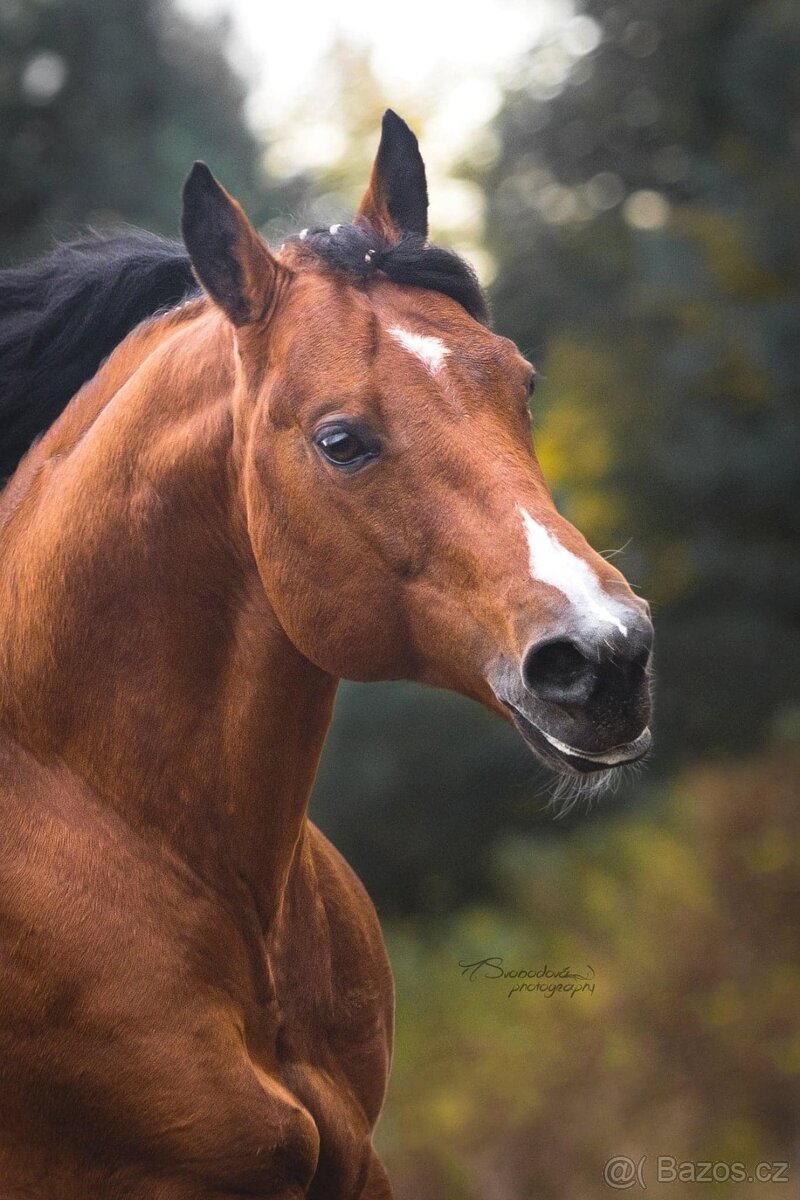 Připouštění AQH BR Sparky Hollywood