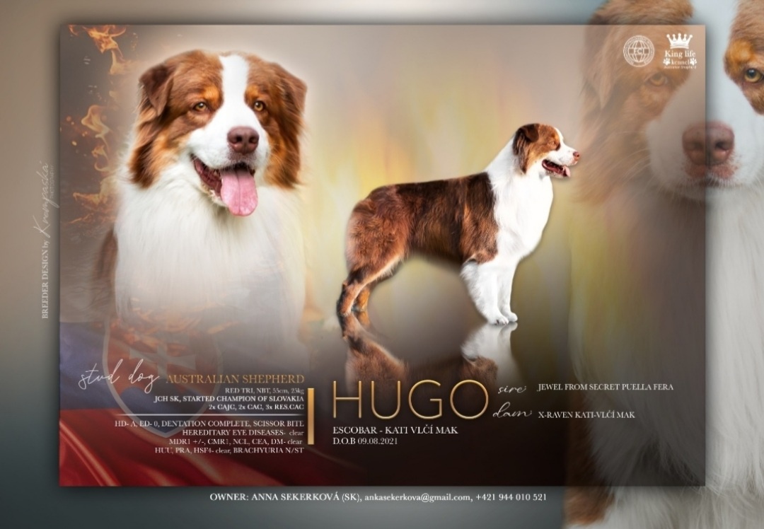 Australsky ovciak - Krytie, PP