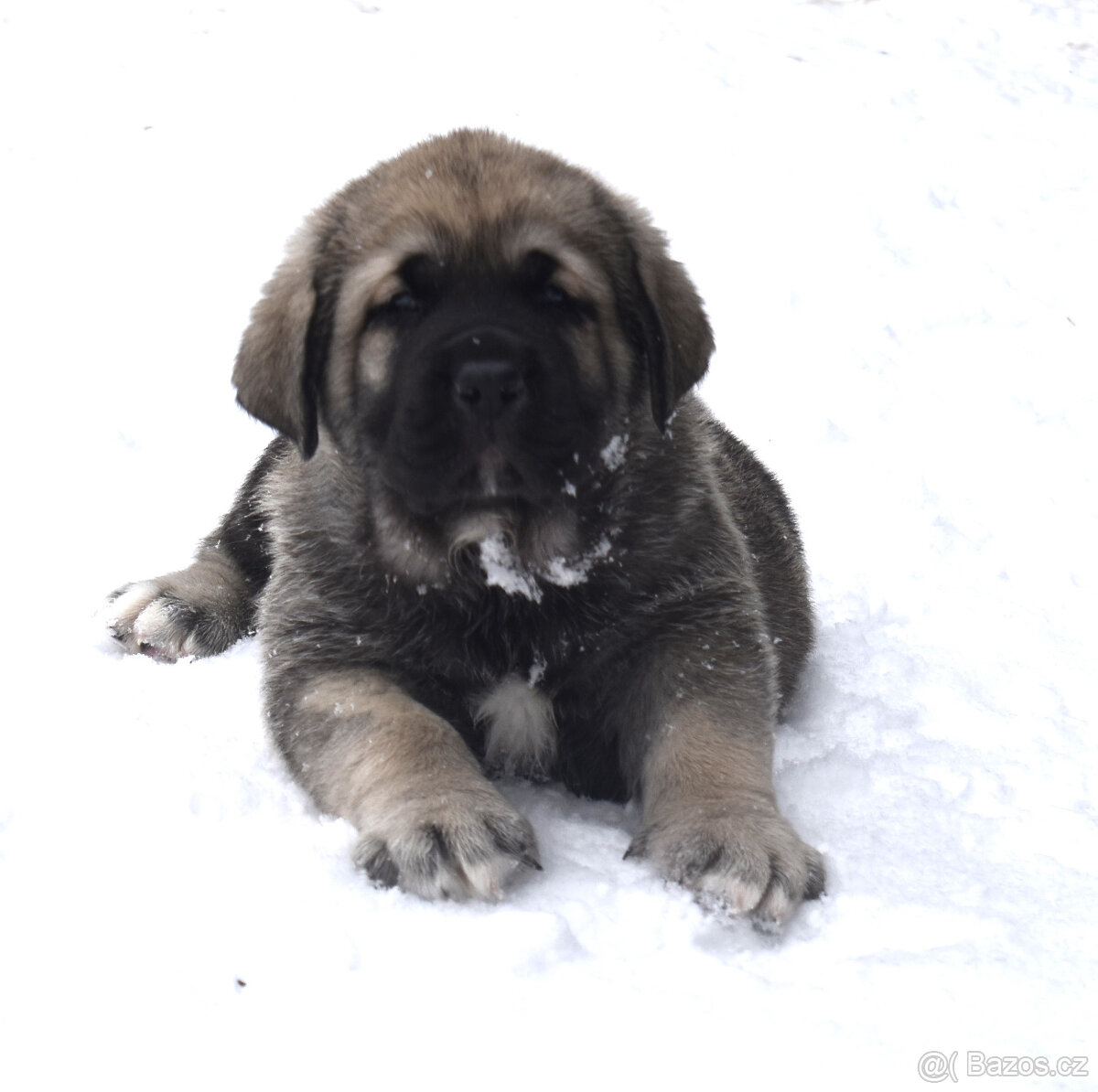Španělský mastin- nabízíme štěňátka k odběru po 20.lednu