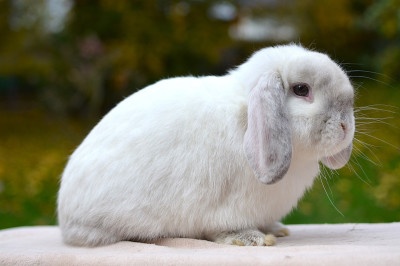 Sameček minilop Princ