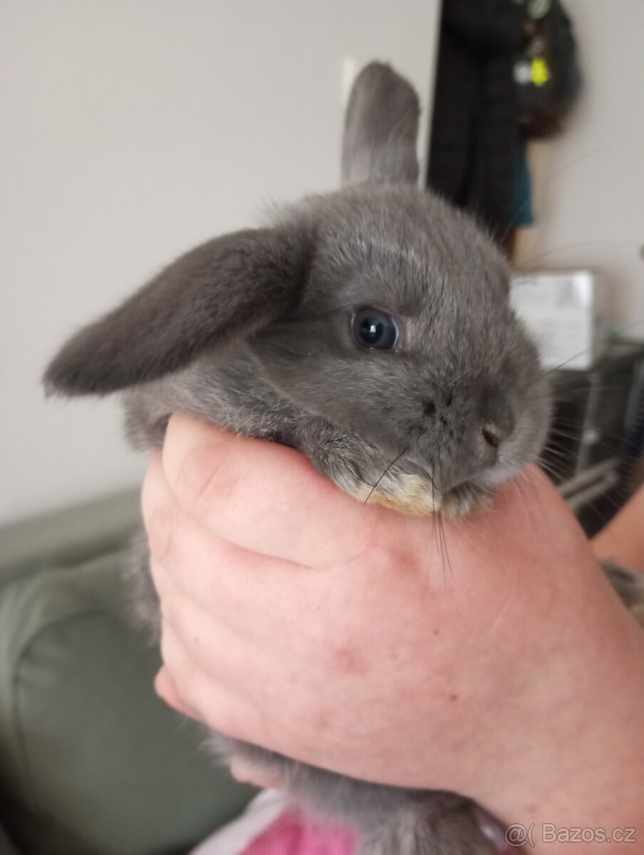 Zakrslý beránek králíček