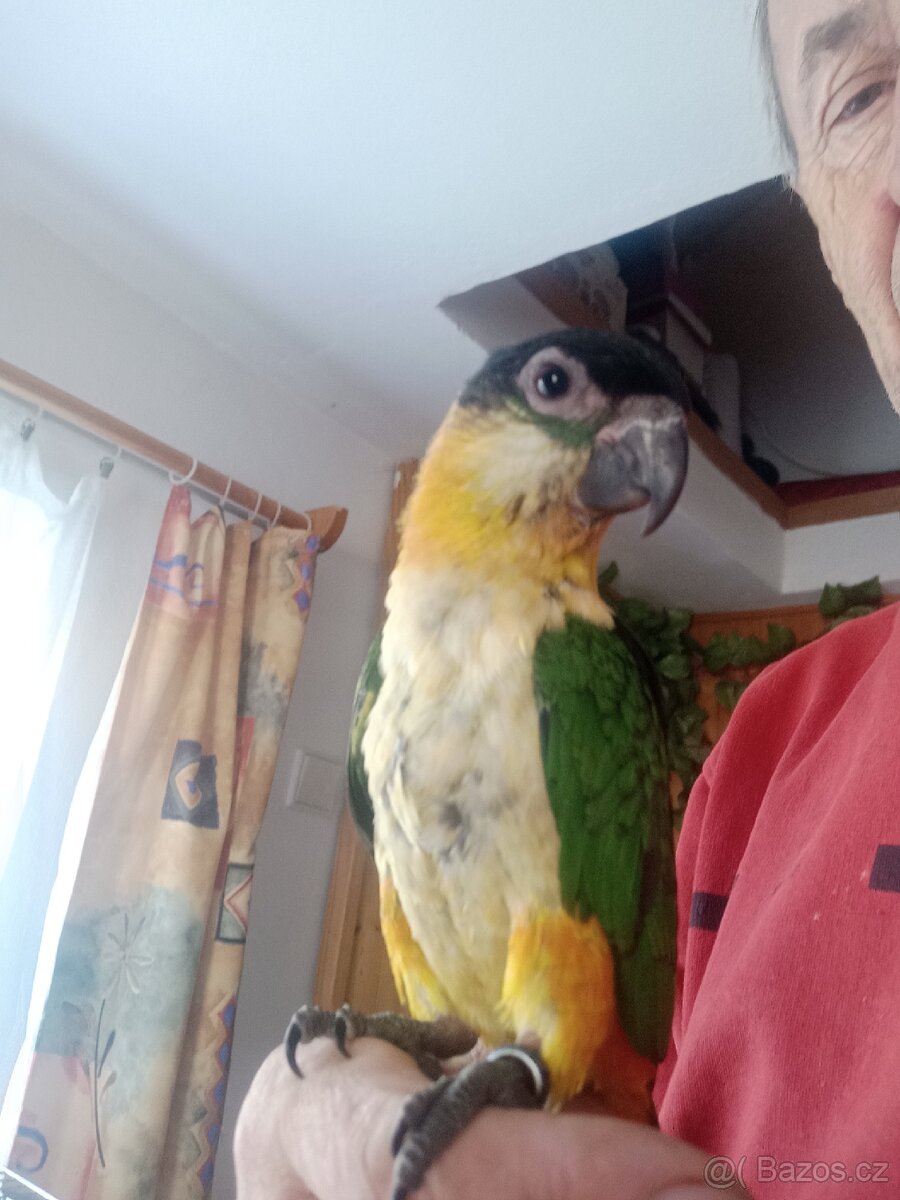 Ptactvo