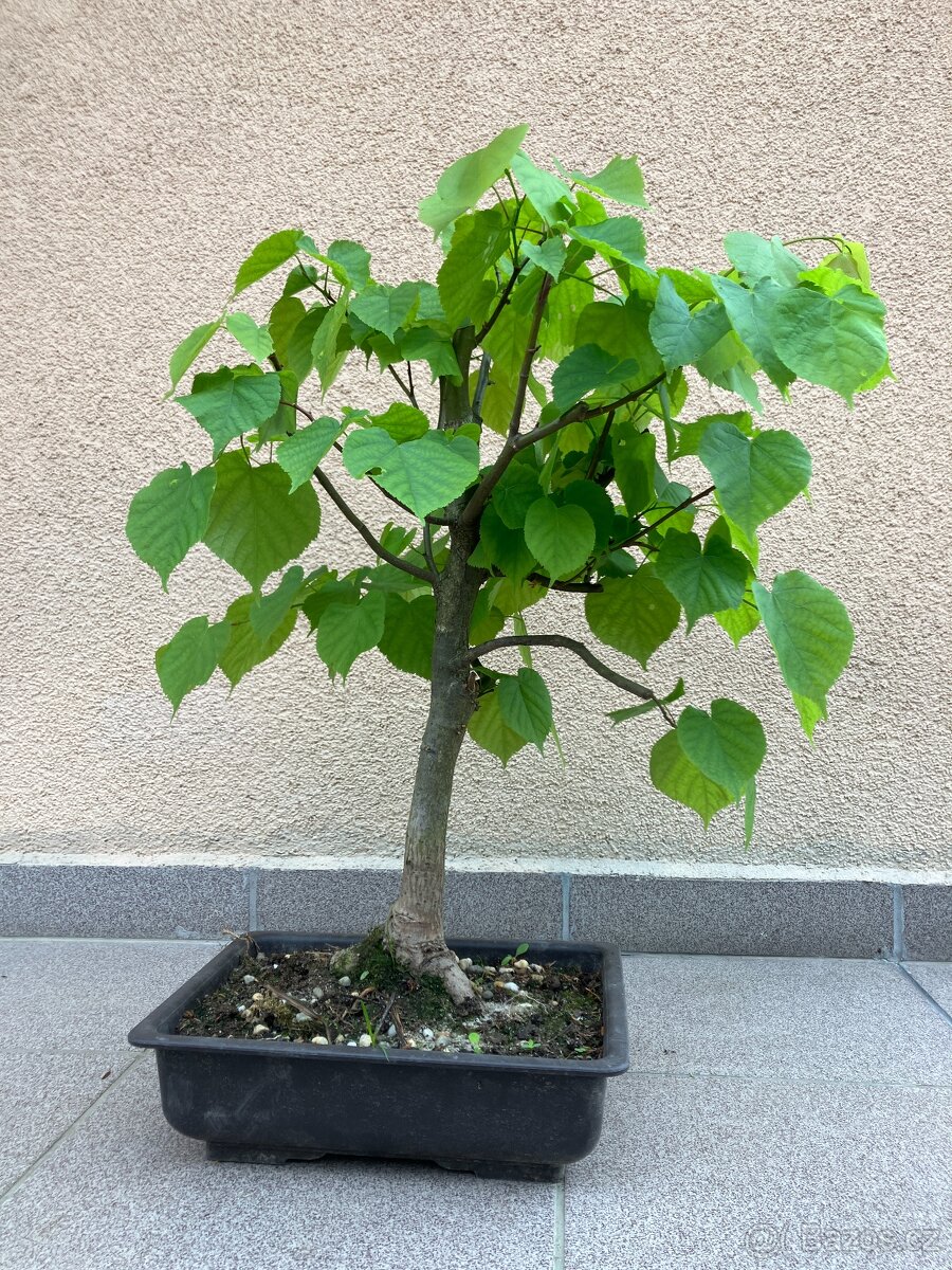 Bonsai, Bonsaj, jamadori, lípa srdčitá