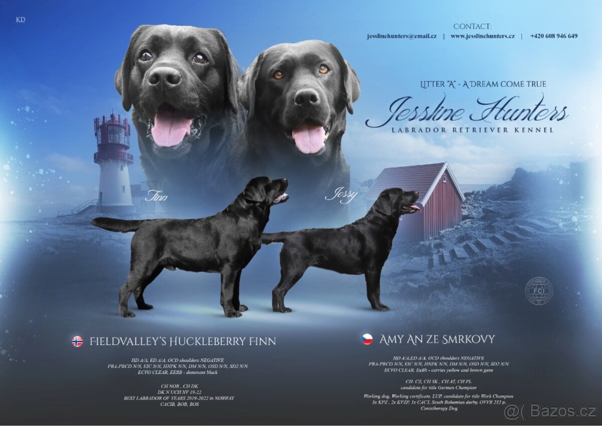 Labradorský retriever s PP - černá štěňátka