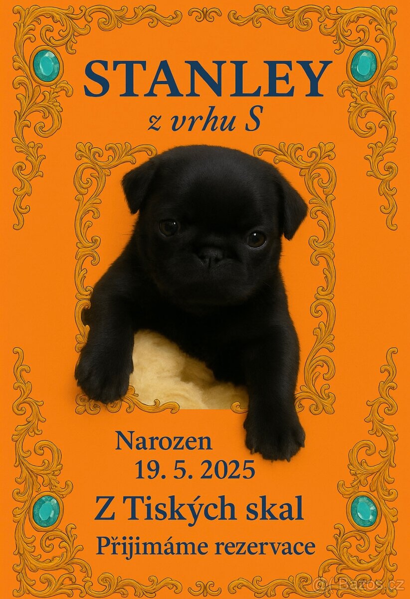Mops s PP