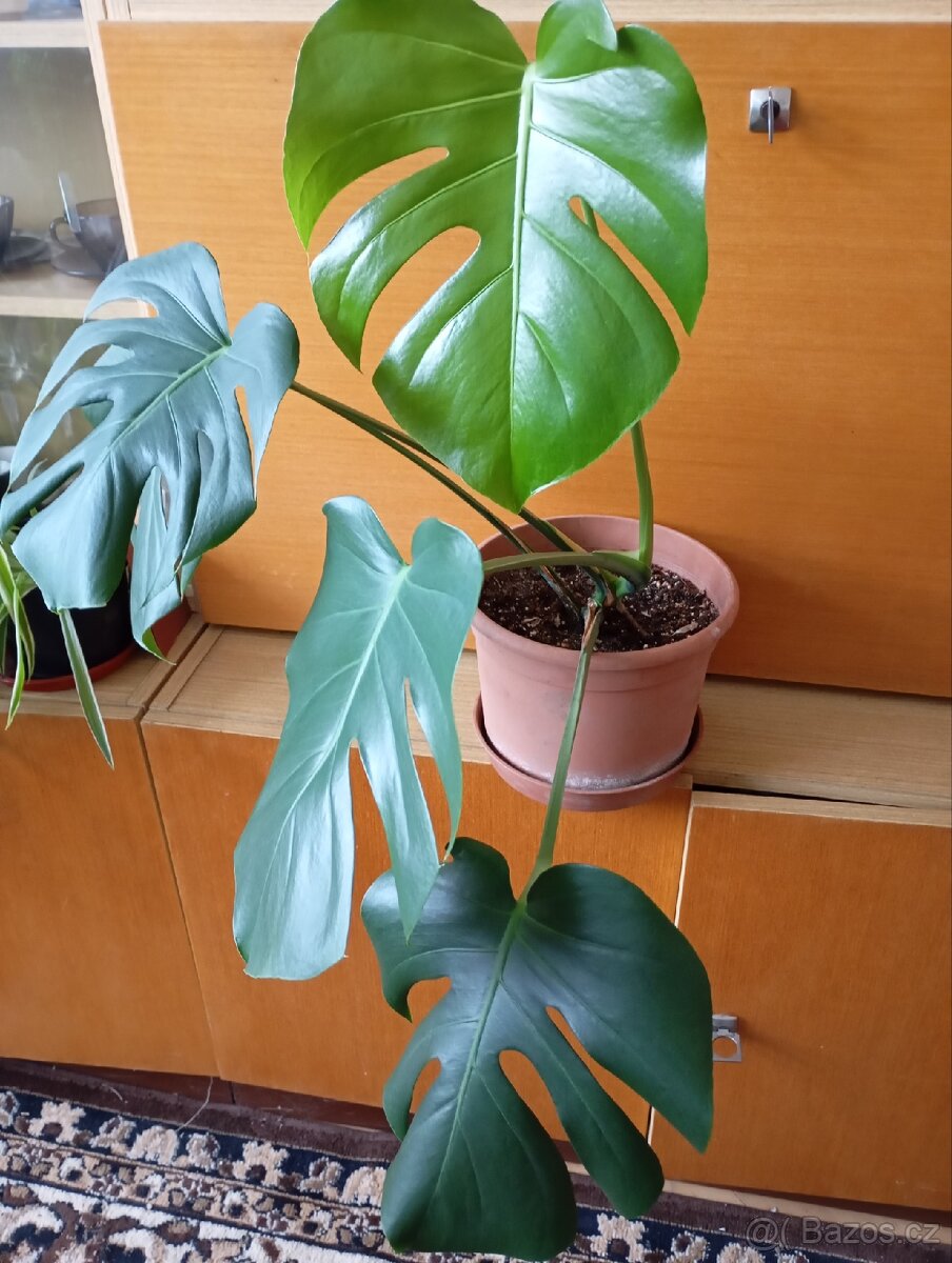 Monstera