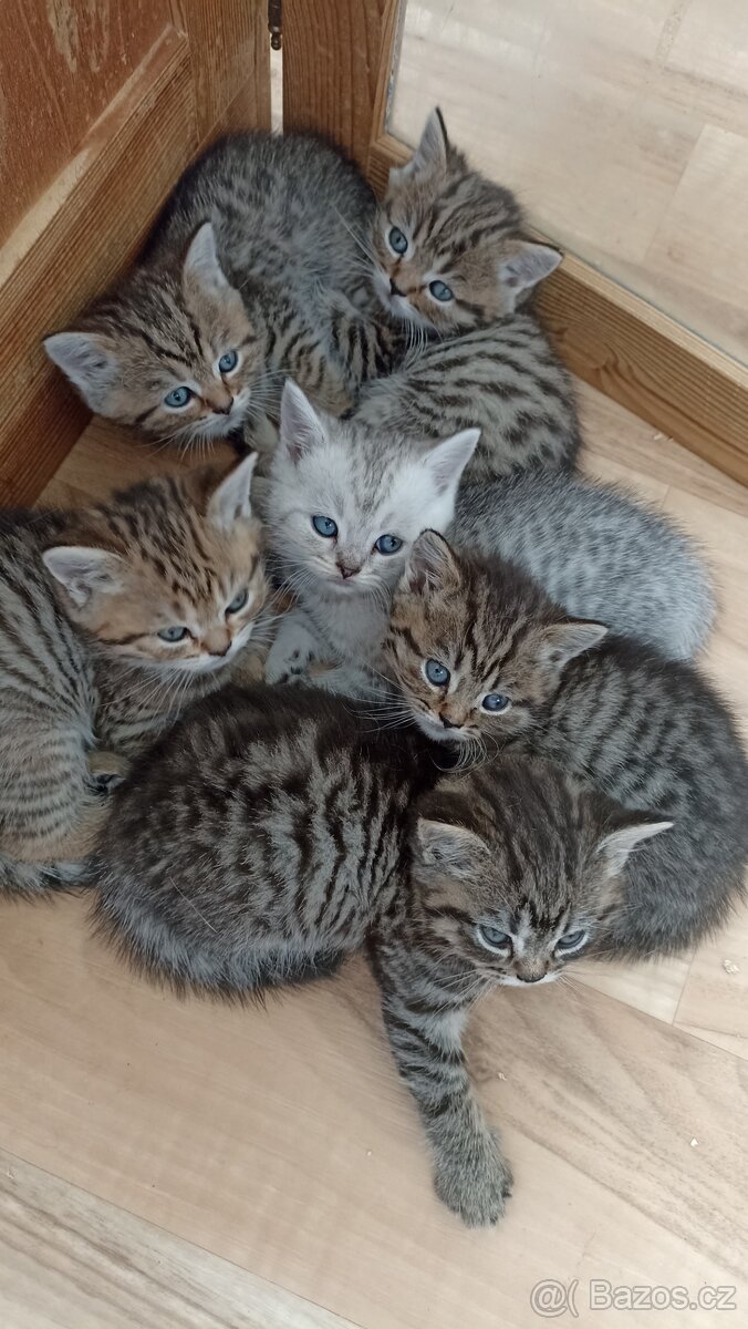 Britská whiskas koťátka s PP