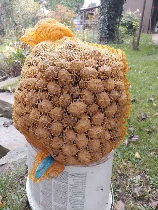 Vlašské ořechy ze zahrady