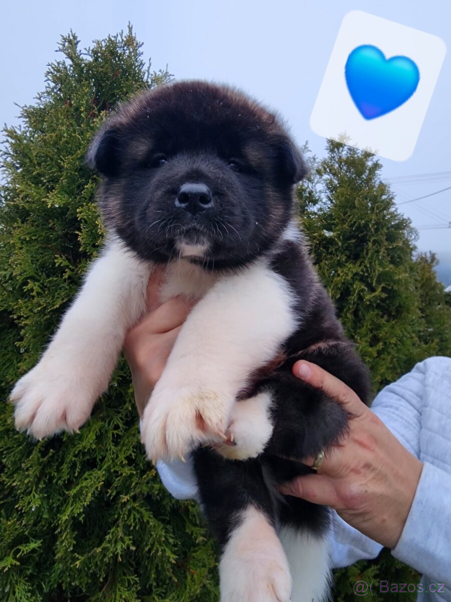 Americká akita s PP