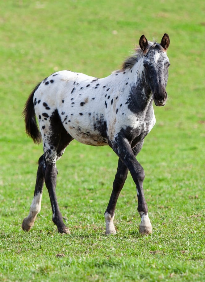 Appaloosa