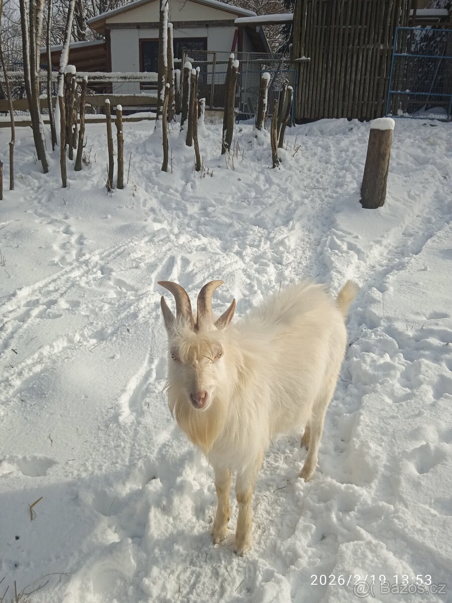 Prodám kozla